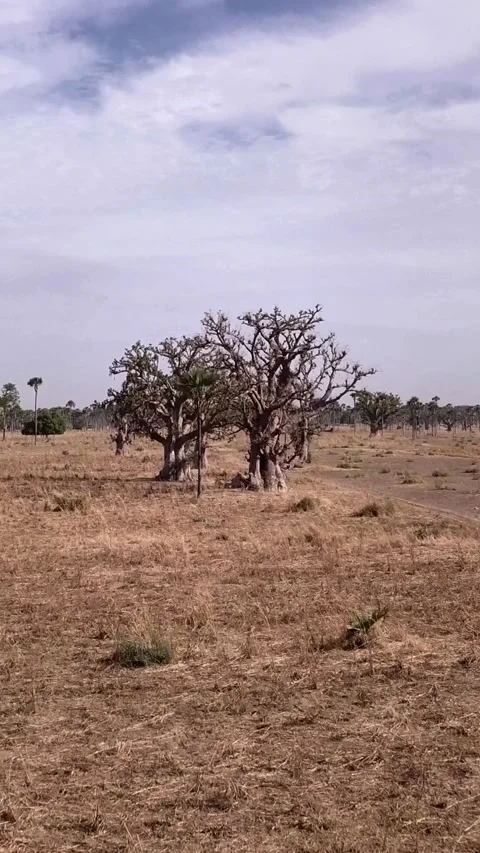 Flat dry land with baobab trees and palm trees scattered around Stock Footage 230673848
