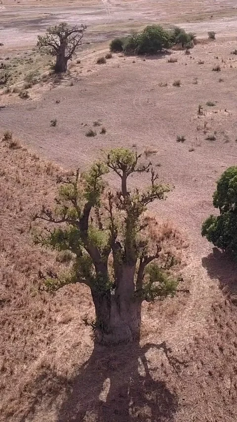 Flat dry land with baobab trees and small bushes scattered around Stock Footage 230673942