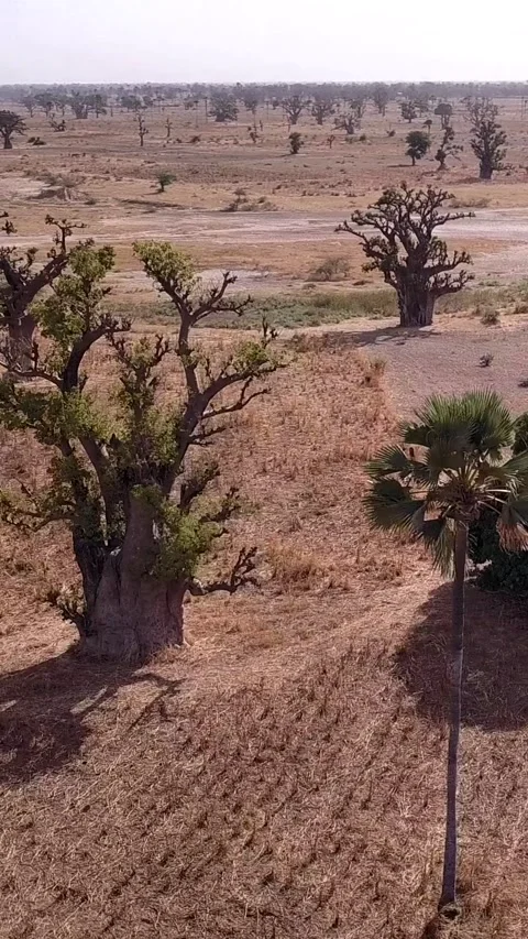 Flat dry land with baobab trees and small bushes scattered around Stock Footage 230674038