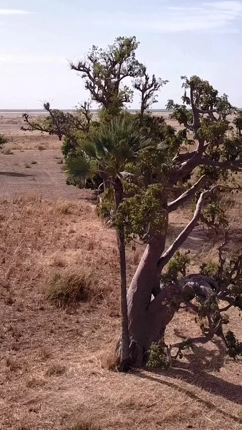 Flat dry land with baobab trees and palm trees scattered around Video stock 230674142
