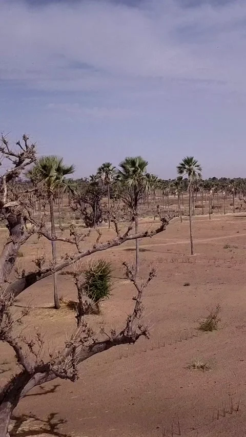Flat dry land with baobab trees and palm trees scattered around Stock Footage 230674544