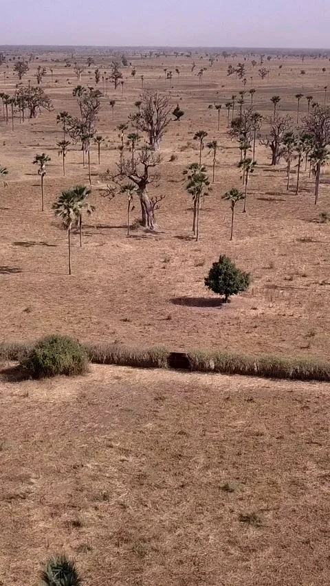 Flat dry land with baobab trees and palm trees scattered around Video stock 230674666