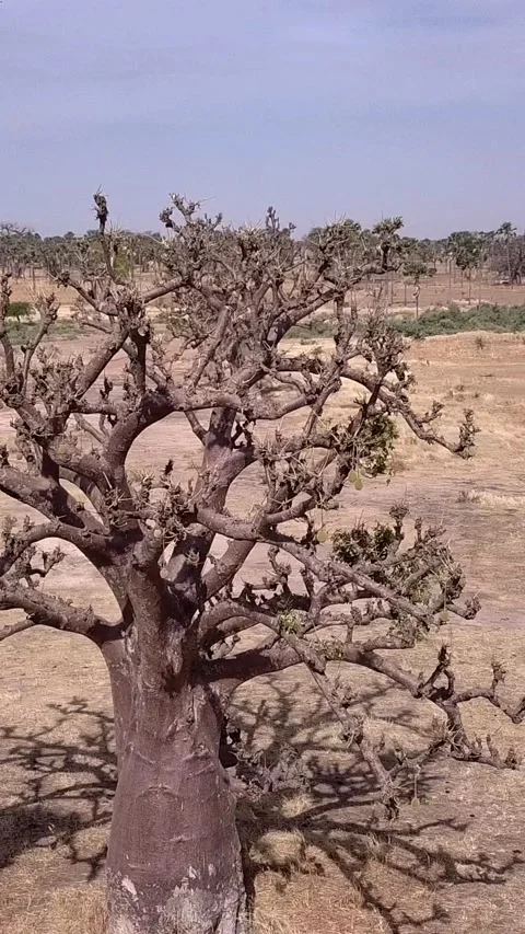 Flat dry land with baobab trees and palm trees scattered around Stock Footage 230674819