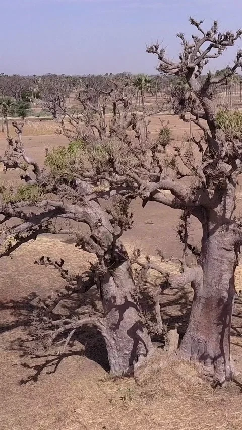 Flat dry land with baobab trees and palm trees scattered around Stock Footage 230674874
