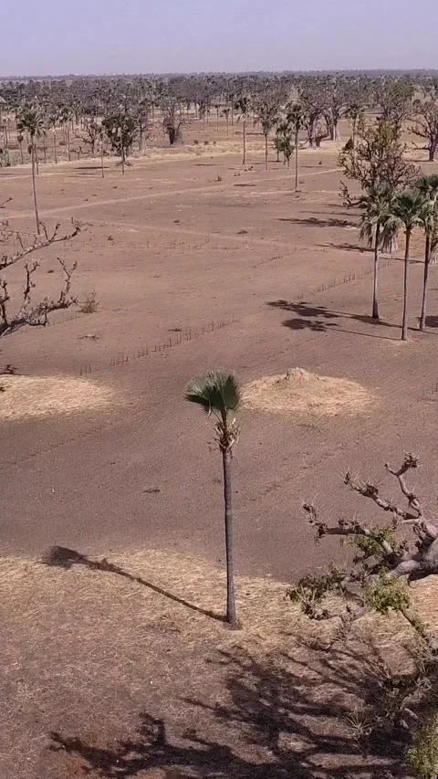 Flat dry land with baobab trees and palm trees scattered around Stock Footage 230674990