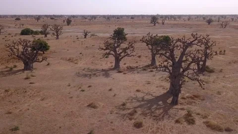 Flat dry land with group of baobab trees and other small trees scattered around Stock Footage 208937097