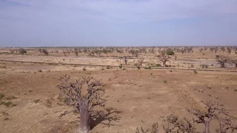 Flat dry land with group of baobab trees and other small trees scattered around Stock Footage 208937104