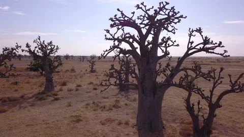 Flat dry land with group of baobab trees Stock Footage 208937108