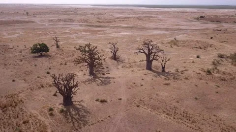 Flat dry land with group of baobab trees and other small trees scattered around Stock Footage 221581490