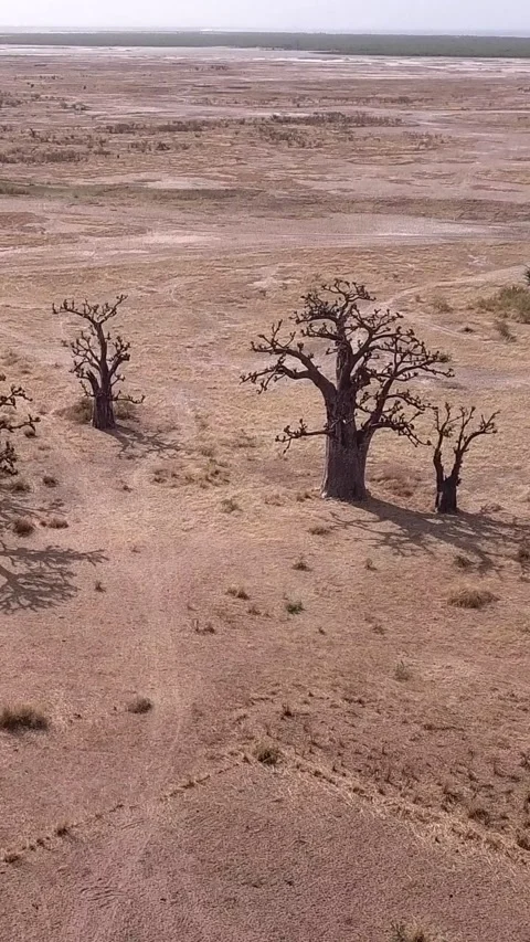 Flat dry land with group of baobab trees and other small trees scattered around Stock Footage 228800349
