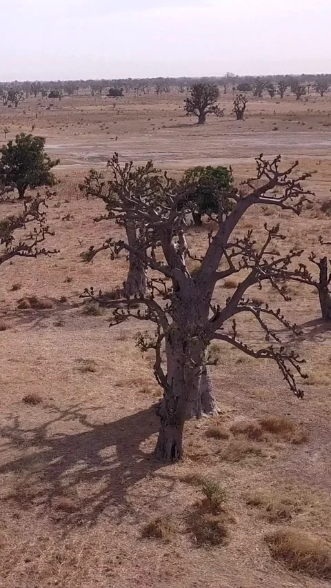 Flat dry land with group of baobab trees and other small trees scattered around 스톡 동영상 230674220