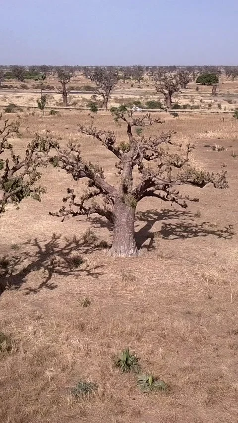 Flat dry land with group of baobab trees and other small trees scattered around Video stock 230674318