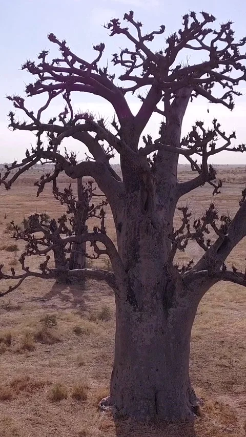 Flat dry land with group of baobab trees Video stock 230674320