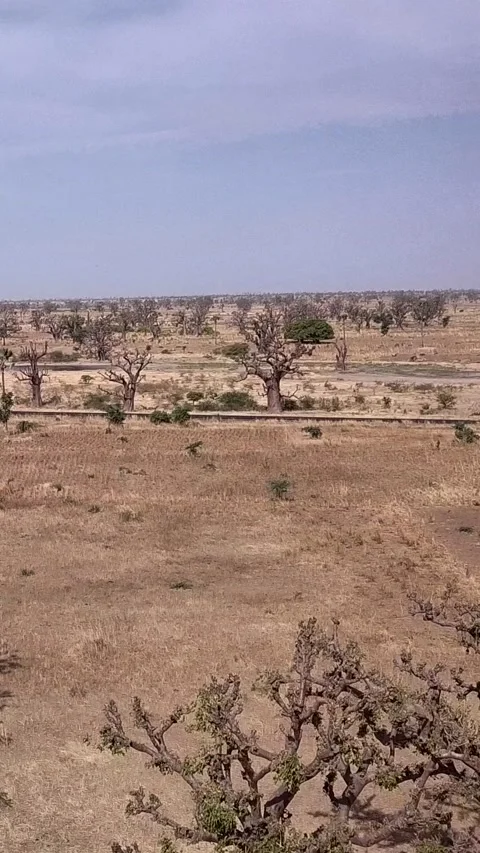 Flat dry land with group of baobab trees and other small trees scattered around Stock Footage 230674397
