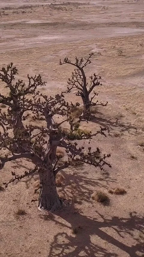 Flat dry land with group of baobab trees and other small trees scattered around Stock-Footage 230674458