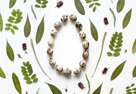 Flat Easter composition of quail eggs, linden leaves and rosehip flowers. Whi Stock Photos