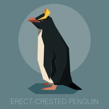 Flat Erect-crested penguin Stock Illustration