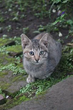 The Flat Expression of a Cat Photos