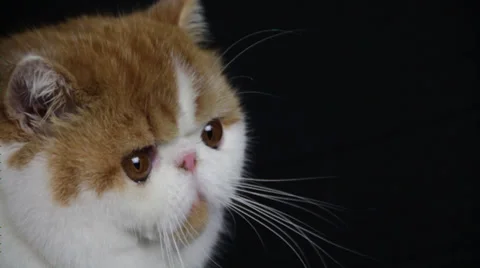 A Flat face cat kitty looking into the camera Stock Footage 35482143