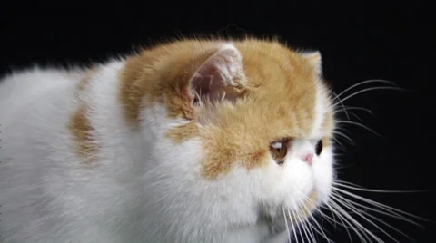 A Flat Face Cat Kitty is seeing here and there Stock Footage 35481072