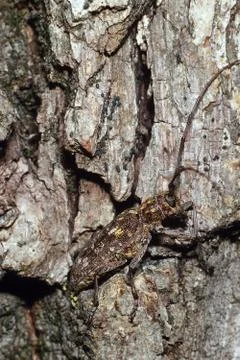 Flat-faced long-horned beetle Stock-Fotos