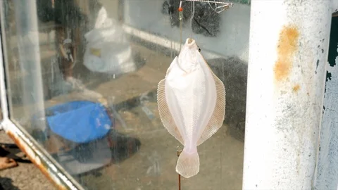Flat fish on a fishing line Stock Footage 115832086