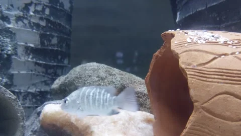 Flat fish with gray stripes enter the pipe Stock Footage 259493645