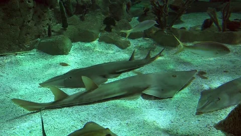 Flat fish with a long nose in the aquarium Stock Footage 75595209