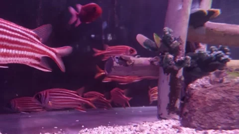 Flat fish with long stripes, red-orange Stock Footage 259530924