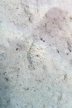 Flat fish Stock Photos