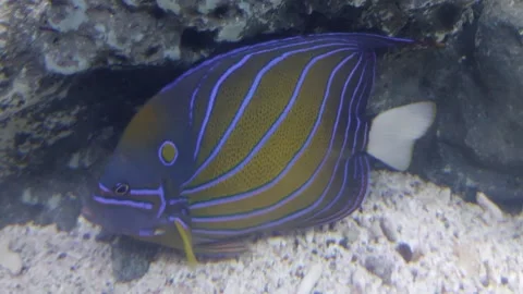 Flat fish with purple and blue stripes Stockbeeldmateriaal 259492373