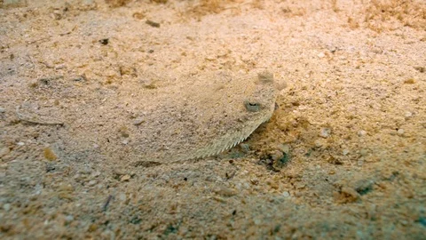 Flat Fish Surprise Stock Footage 124039067
