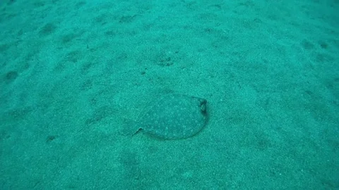 Flat fish swimming on the  bottom of ocean Stock Footage 158798540