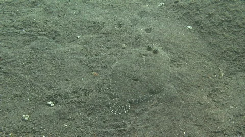 Flat fish swimming Stock Footage