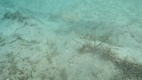 Flounder Underwater Stock Video Footage | Royalty Free Flounder ...