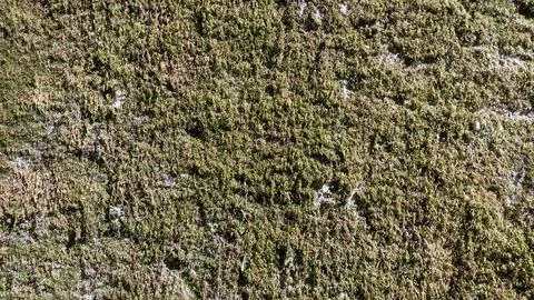 The flat flat wall is completely overgrown with moss and dried a little in the Stock Photos
