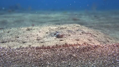 Flat flounder fish camouflaged in sandy sea floor close up underwater footage Video stock 337749959