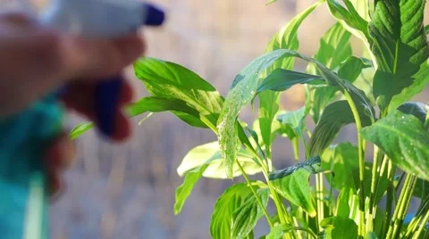 Flat flower care Stock Footage 60817481