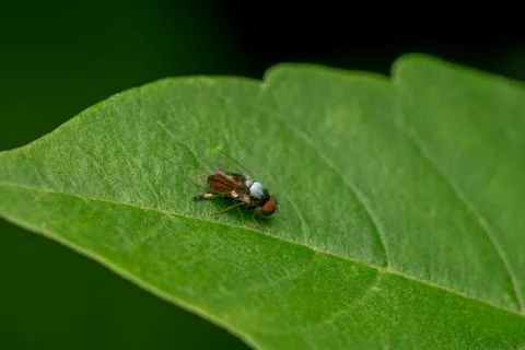 Flat footed fly on the greenplant leaf. Selective focus used. Stock Photos