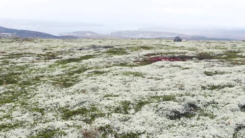 Flat forest of the tundra on an autumn cloudy day. Stock Footage 291385784