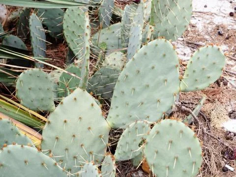 Flat green cactus with large needles growing outdoors Stock Photos