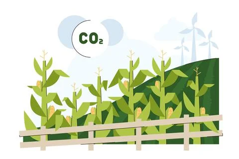 Flat green corn field for biofuel feedstock Illustrazione stock