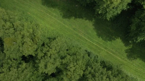 Flat green grass path between tall trees, fast spinning shot, drone aerial 4K Stock Footage 101138547