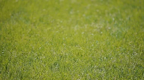 A flat green lawn Stock Footage 64540756