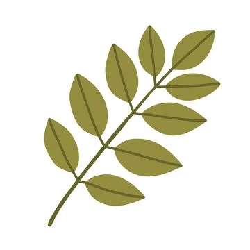 Flat green leaf branch vector isolated on white background. Botanical foliage イラスト素材
