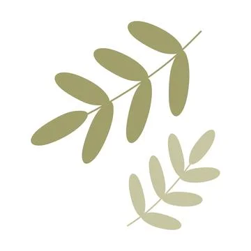 Flat Green Palm tree Branch, Cartoon Acacia Leaves. Closeup isolated Illustra Stock Illustration