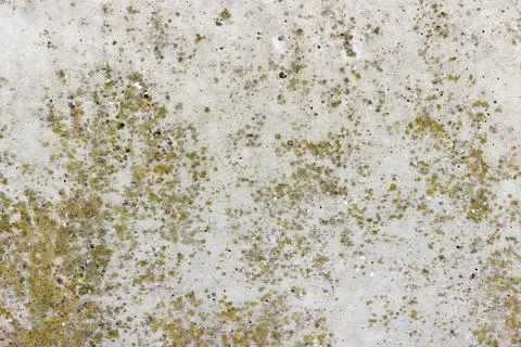 A flat grey concrete surface with yellow spots of lichen Stock Photos