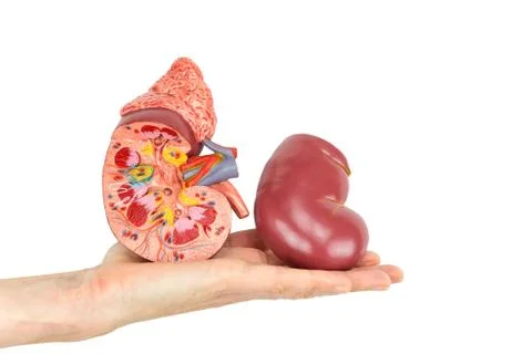 Flat hand showing model human kidney Stock Photos