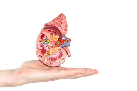 Flat hand showing model with inside of human kidney Stock Photos