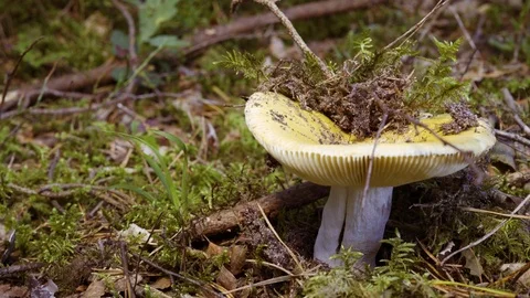 Flat headed mushrooms on the forest floor Video stock 94424688